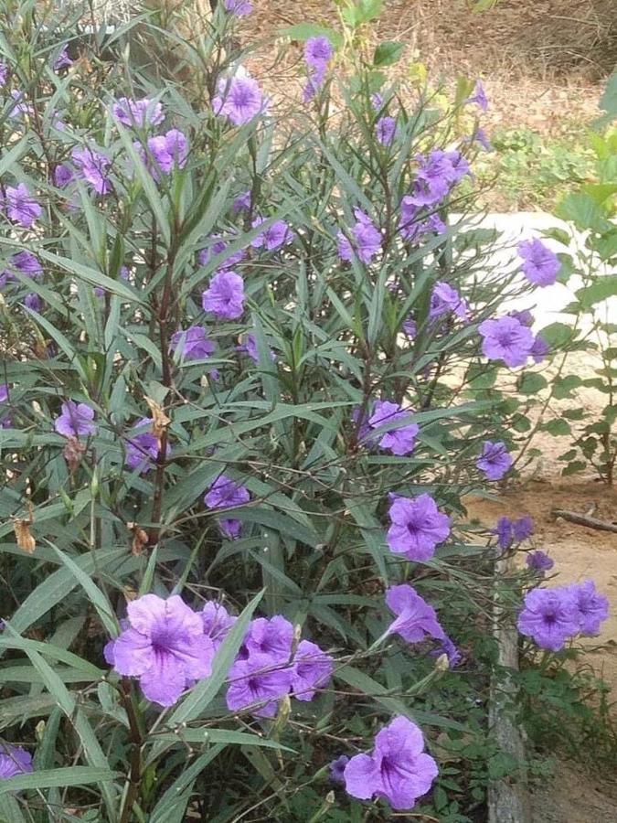 Phayam Garden View Otel Koh Phayam Dış mekan fotoğraf